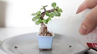 How to make a tiny bonsai Mame from a Dwarf Jade cutting