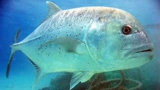 Facts The Giant Trevally