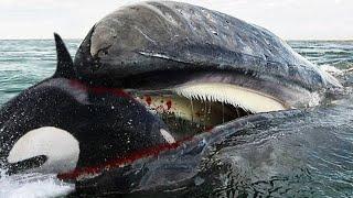 Top 10 Most Dangerous Sea Animals In The World - Killers of Orcas