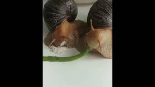 Watch an extreme close-up video of a snail eating”