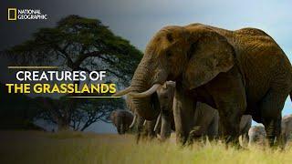 Creatures of the Grasslands  Hostile Planet  Full Episode  S1-E2  National Geographic