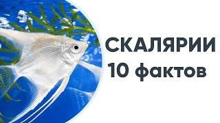 10 фактов о скаляриях которые нужно знать каждому аквариумисту