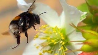 Bumble Bee  20230216