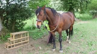 Massage after riding.