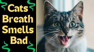 What Makes Cats Breath Stink?