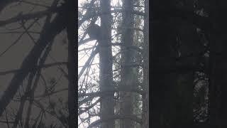 Husky chases bobcat up a tree... #huskydog #bobcat #wildanimals #upatree #huskylovers #huskypuppy