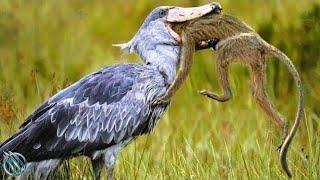 SHOEBILL STORK ─ The Jurassic Master Hunter of The Wetlands Shoebill vs Lungfish