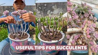 Useful tips for succulents  多肉植物 다육이들  Suculentas