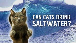 Cats And Saltwater Separating Fact From Fiction #Shorts