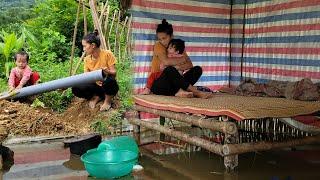 Heavy rain flooded the house.Harvest giant taro to sell to buy water pipes and make drainage ditches