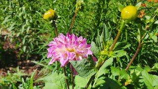 Plant Spotlight Dahlia. One of the most beautiful plants in my GA zone 8a garden.