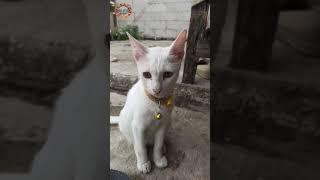 cio si meong kucing lucu lihat sesuatu