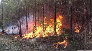 Prescribed Burning a 10 Year Old Loblolly Pine Plantation Video 4 of 6