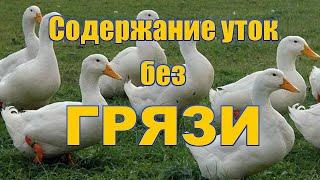 Выращивание уток в закрытых вольерах. КАК ИЗБАВИТЬСЯ ОТ ГРЯЗИ ПРИ СОДЕРЖАНИИ УТЯТ.Утки муларды.