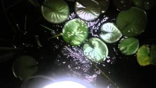 Over knee bucket boots wading into a lake to flood them at night.