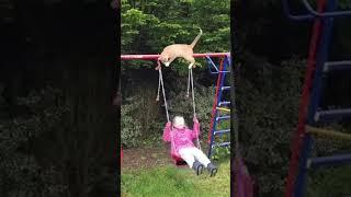 Funny animals world videos 203 -2022- funny cats  funny dogs  Laugh With Animals