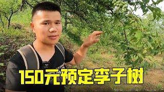 150 yuan to buy a plum tree the boss promises to pick at least 150 pounds of fruit