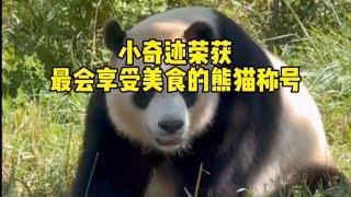 小奇蹟榮獲最會享受美食的熊貓稱號！