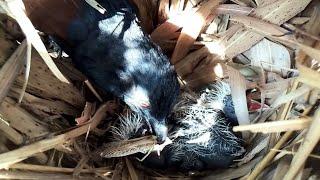 #EP7.Greater coucal bird Food for frogs and locusts for her baby to eat  Review Bird Nest 