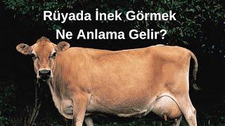 Rüyada İnek Görmek Ne Anlama Gelir Rüyada İnek Görme