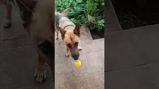 Neighbor German shepherd wants to play. #shorts #shortvideo #germanshepherd