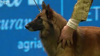 Best of Breed Pastoral GroupBELGIAN SHEPHERD DOG TERVUEREN2017-2022