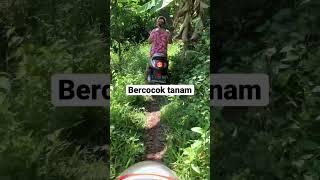 Bercocok tanam di hutan