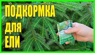 ПОДКОРМКА ЕЛИ ЛЕТОМ. ЧТО ДЕЛАТЬ ЕСЛИ ПОБУРЕЛА ХВОЯ У ЕЛИ?