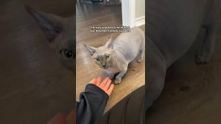 I met a hairless cat for the first time #cute #cat #funny #meow #memes #sphynx