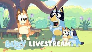 LIVE Family Bonus Bits  Bluey