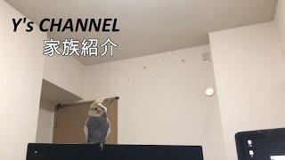 【インコ】【フェレット】YsCHANNEL始動！家族紹介