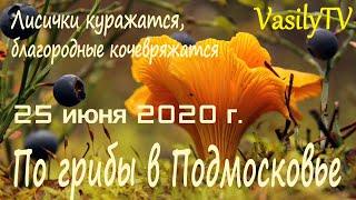 По грибы в Подмосковье 25 июня 2020 гЛисички куражатся благородные кочевряжатся