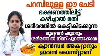 ശരീരത്തിലെ ഷുഗറിനെ പുറം തള്ളാൻ പറമ്പിലുള്ള ഈ ചെടി ഭക്ഷണത്തിലിട്ട് കഴിച്ചാൽ മതി