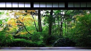 3 HOUR Japanese Temple Bell Sound At Hondo for Relaxing Healing And Zen