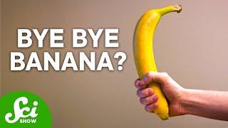 Bananas Are Not What You Think  The Shocking Truth
