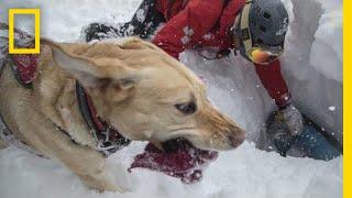 Capturing the Impact of Avalanche Rescue Dogs  National Geographic