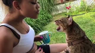 Savannah cat F4