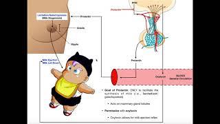 Specific Hormones  Functions of Prolactin