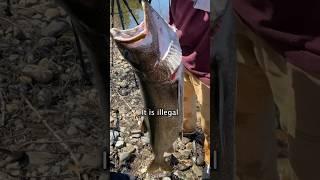 Fishing in Public Drinking Water #shorts #fishing