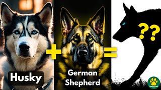 5 AMAZING Husky Mix Breed Dogs You Dont Know About