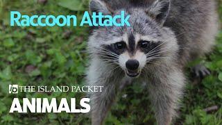 Vacationer Attacked By Raccoon On Hilton Head Gets 20+ Stitches Tells Her Story