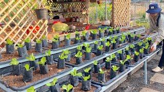 Creative ideas to prepare beautiful vegetable planting methods