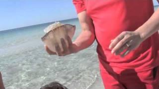 Cannonball jellyfish Panama City Beach