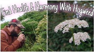 Find Health & Harmony With Hogweed Wild Food Medicine Identification & History 