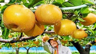 Worlds Most Expensive Pear - Awesome Japan Agriculture Technology Farm -  Japanese Pear Farm