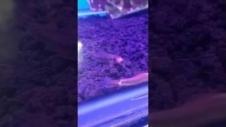 IKAN CAE ALGAITER #dj #remix #music #djremix #ikan #ikanhias #fish #aquarium #Algaiter #Fariperwira