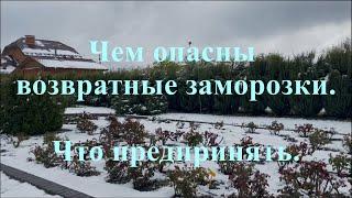 Чем опасны возвратные заморозки.Что предпринять.. Питомник растений Е. Иващенко