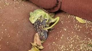 Insan to insan Magar Janwar bhi. Colorful Chameleons having sex