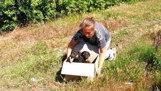 Abandoned Puppies Dont Want to Leave Mama Side After Being Rescued