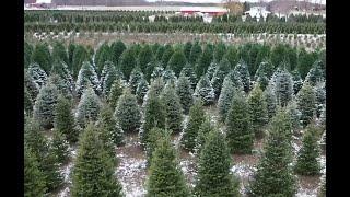 Farm News Five A Michigan-grown Christmas